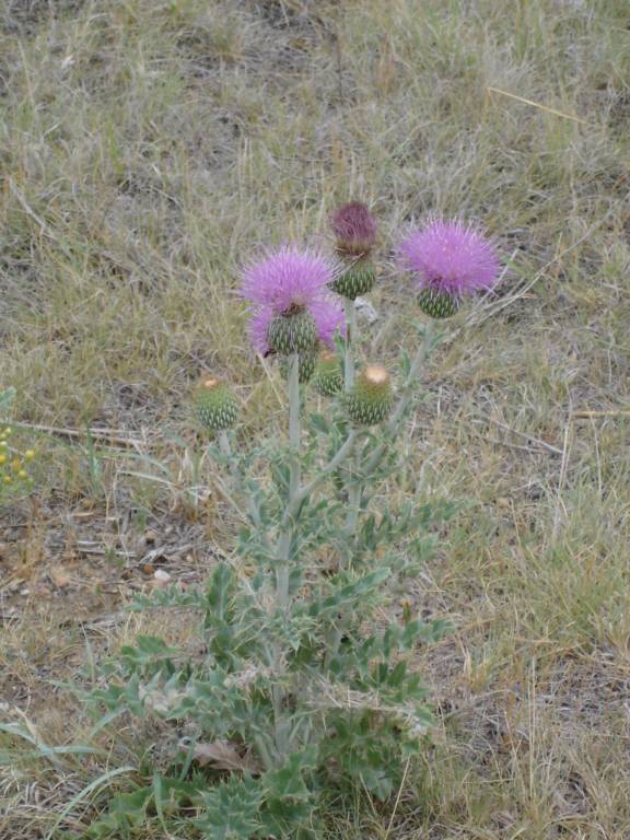 DSC02397.JPG